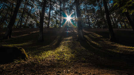 nature, landscape, forest, woods, sunny, sunlight, sunshine, trees, grass, wildlife, camping,...
