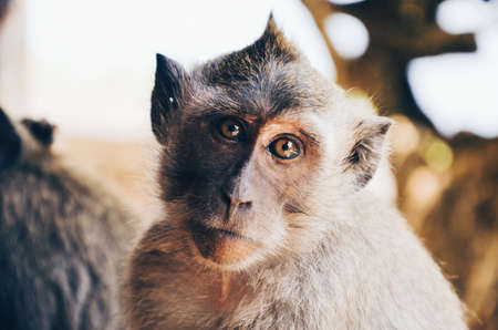 monkey, animal, pet, zoo, forest, wildlife, hair, blur