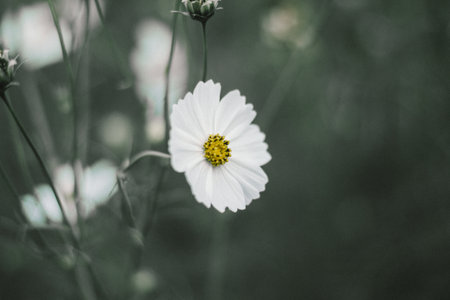 white, flower, petals, bloom, nature, plants, blur