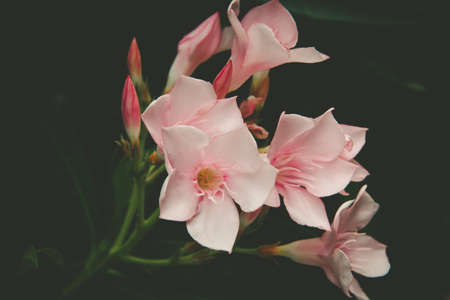 pink, flower, petal, bloom, nature, plant, dark