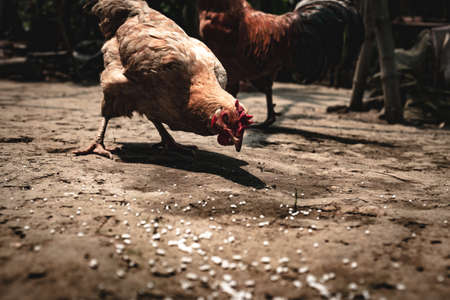 bird, chicken, hen, roaster, poultry, animal