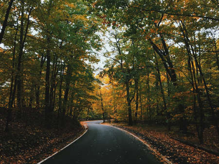 trees, clolorful, plant, forest, nature, leaves, fall, autumn, road