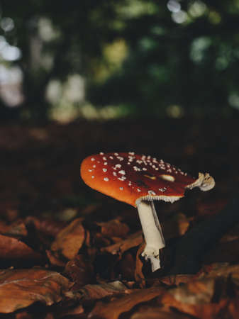 outdoor, mushroom, fungus, leaf, fall