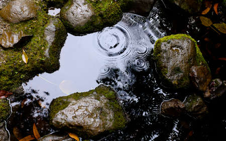 rocks, water, river, nature, leaves, wet, green, moss, rain, raindrops