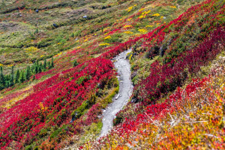 mountain, highland, tree, plant, grass, flower, colorful, fall, autumn, rock, landscape, nature