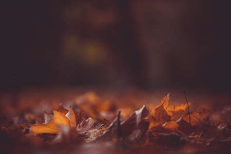 leaves, fall, autumn, blur