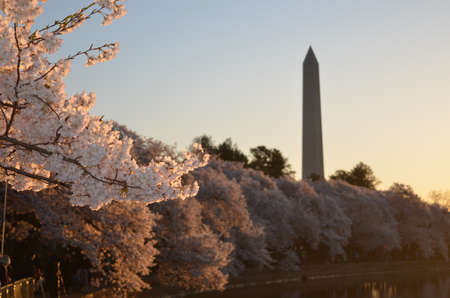 blue, sky, nature, cherry, blossoms, plant, flower, trees, tower, lake, water, dark, sunset,...