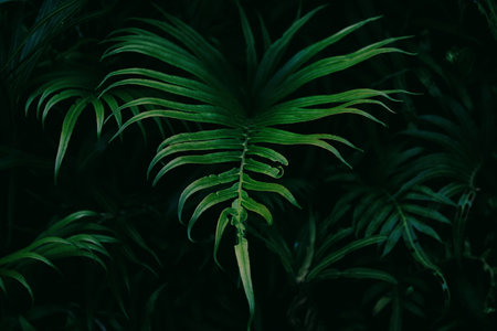 tree, plant, green, leaves, grass, forest, nature, dark