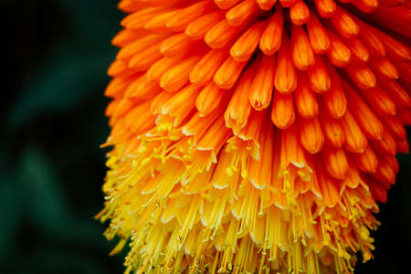 yellow, orange, flower, bloom, plant, nature
