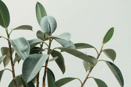 green, leaf, plant, nature