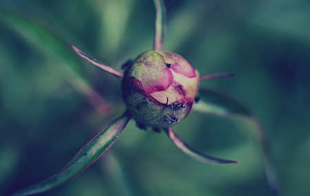 leaf, plant, nature, blur, green
