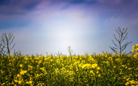 blue, sky, nature, yellow, plants, flower, field, farm, garden