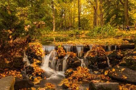 forest, trees, plants, nature, landscape, stream, water, leaf, fall, autumn, rock