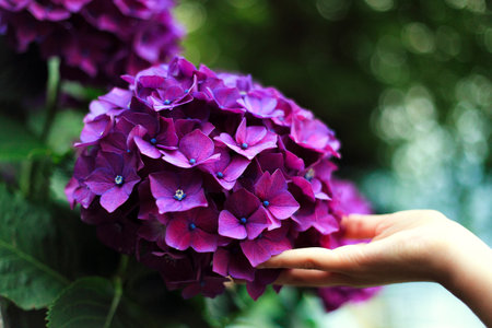 violet, flower, petal, bloom, nature, plant, garden, hand