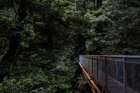 steel, metal, bridge, pathway, green, trees, plant, nature, forest