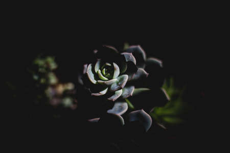 dark, plant, leaf, flower, nature, blue