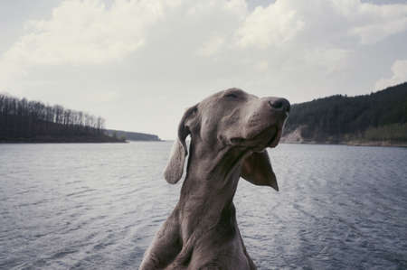 weimaraner, breed, dog, animal, lake, water, clouds, sky