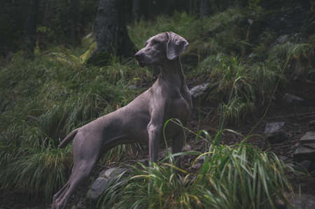 weimaraner, breed, dog, animal, green, grass, nature, rocks, landscape