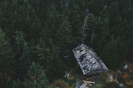 trees, green, plants, nature, forest, house, wood, roof