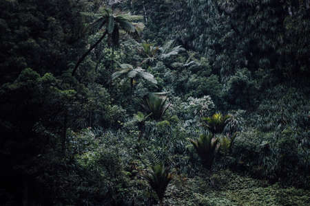 green, trees, plants, nature, landscape, forest, mountain