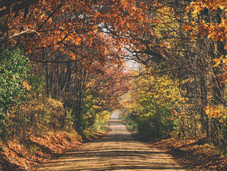 path, road, trees, plants, nature, leaf, autumn, fall