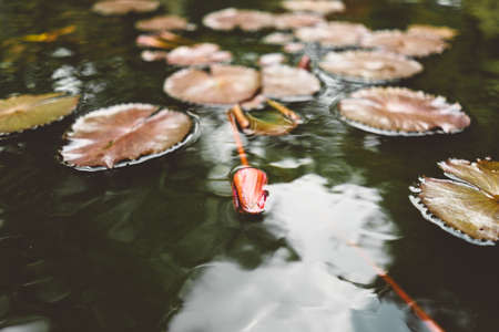 water, waterlily, plants, nature, leaf, reflection