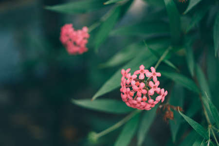 pink, flower, petal, bloom, nature, plant, green, leaf, blur
