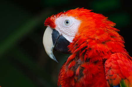 red, green, macaw, bird, animal