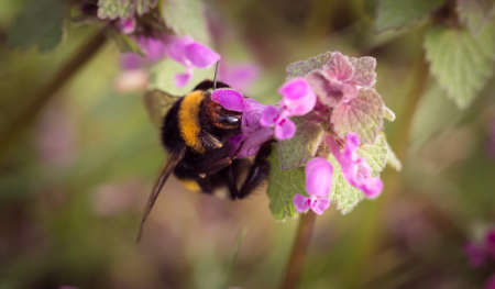flower, bloom, petal, nature, plant, blur, bee, insect