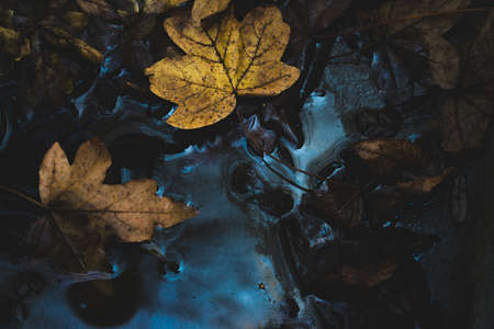 leaf, fall, dark, water