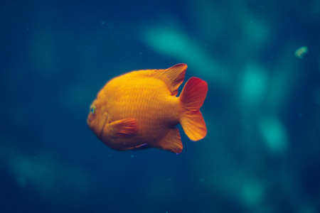 gold, fish, aquatic, animal, swimming, underwater, blue, water