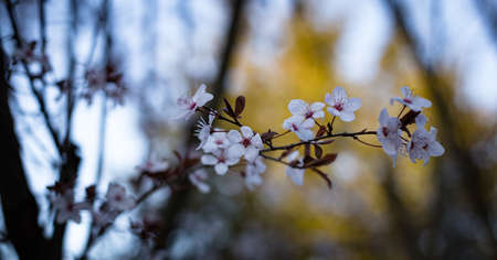 flower, blossom, nature, petal, blur, plant