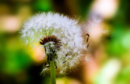 dandelion, flower, plant, nature, blow, stem, blur
