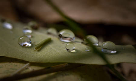 leaf, outdoor, wet, water, raindrops, blur, nature