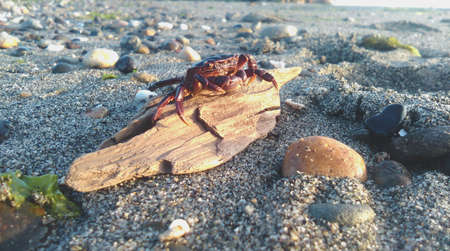 crab, animal, beach, shore, coast, stone, rock, sand, wood