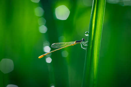 dragonfly, wings, nature, insect, green, leaf, outdoor, water, raindrops, bokeh, blur