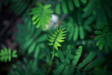 green, leaf, plant, nature, blur