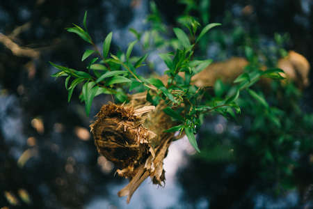 wood, branch, tree, green, leaf, plant, blur, bokeh