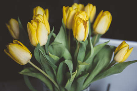 yellow, petal, flower, green, leaf, nature, plant