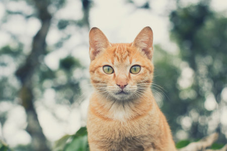 cat, kitten, animal, pet, blur, bokeh