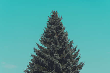 christmas, tree, green, plant