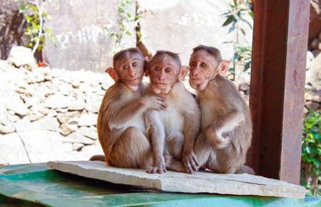 monkey, animal, pet, wildlife, tree, plant, shelter