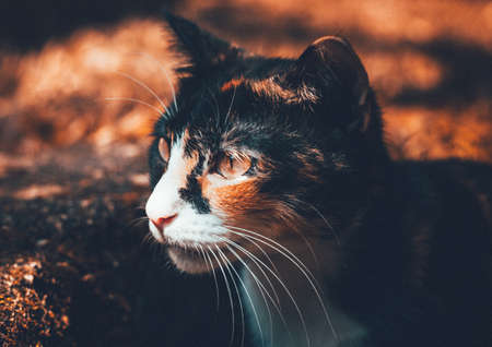 cat, kitten, pet, animal
