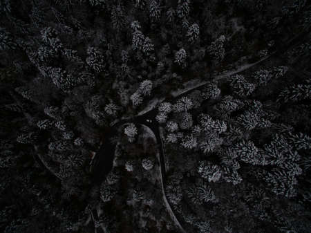 aerial, view, dark, night, tree, plant, forest
