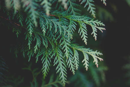 green, leaf, plant, nature, blur