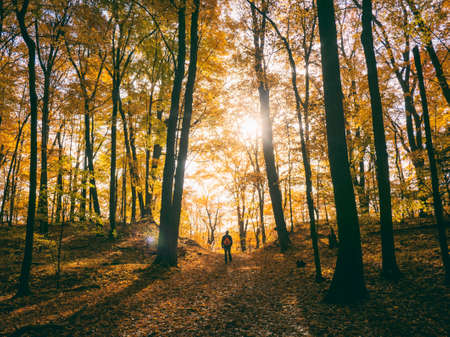 trees, plant, path, autumn, sunlight, forest, morning, people, man, alone, walking, travel,...