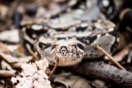 snake, animal, reptile, leaf, fall, wood, blur