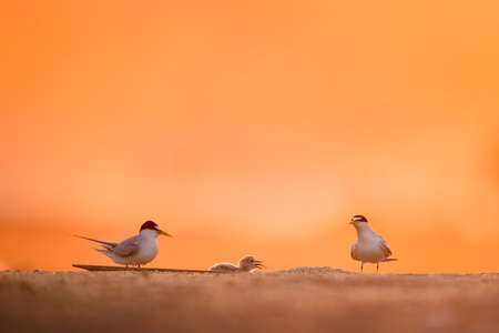 birds, animal, orange, sky, sand, blur, nature