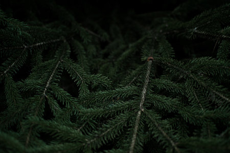 dark, green, leaf, plant