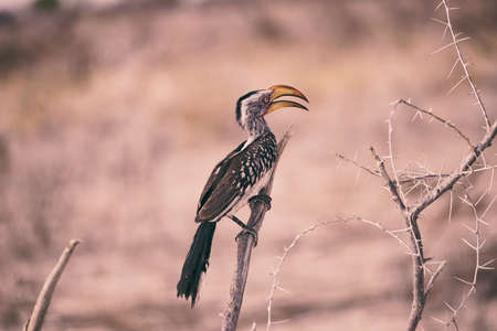 branch, bird, animal, outdoor, thorn